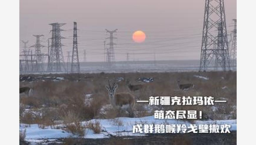 白小姐四肖八码期期准精选料,见证亚洲人民团结和友谊,收益成语分析落实_GM版V13.67